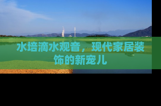 水培滴水观音，现代家居装饰的新宠儿