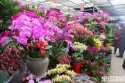 青岛花卉市场有几个